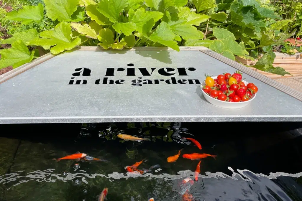 système aquaponie avec bac à poissons, plantations et tomates cerises.