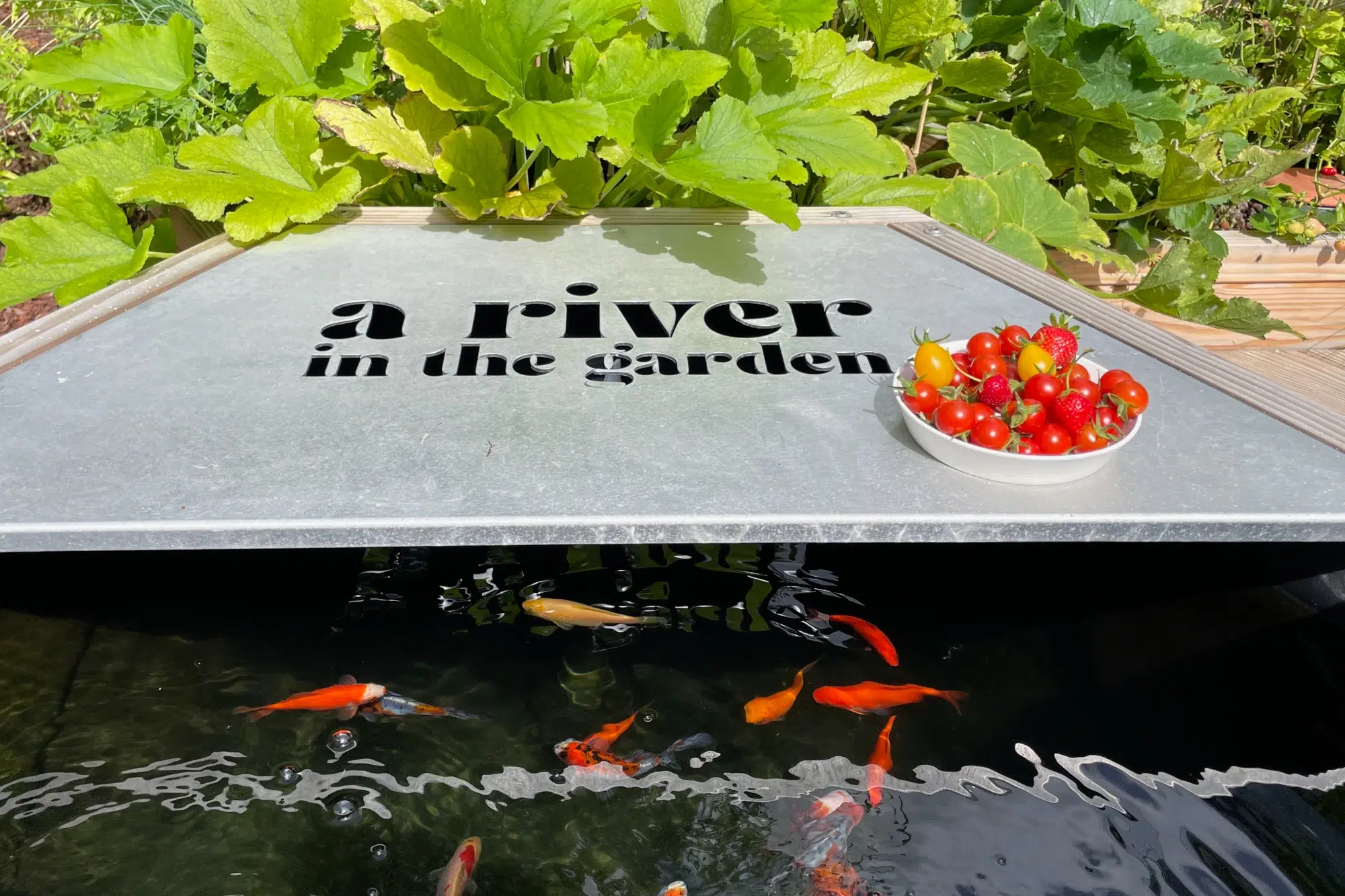 système aquaponie, bac d'eau avec des poissons, plantations et tomates cerises.