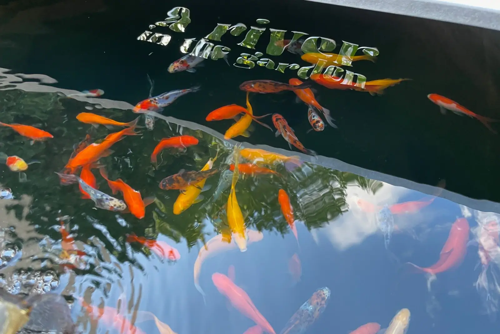 Des poissons dans l'eau d'un kit en aquaponie à la maison.