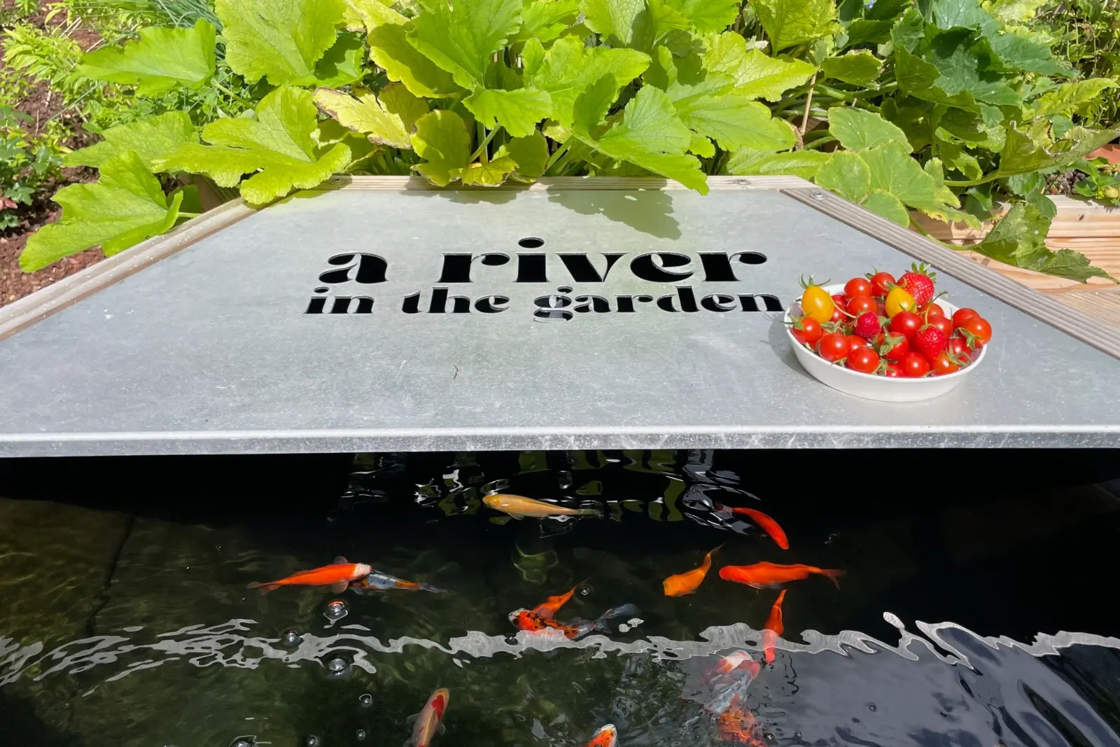 Poissons dans l'eau, tomates cerises dans un bol et de la laitue, aquaponie en France.