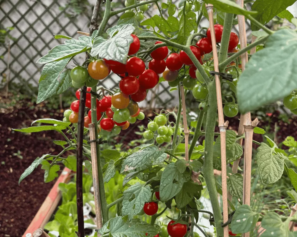 Des tomates cerises dans un système aquaponique