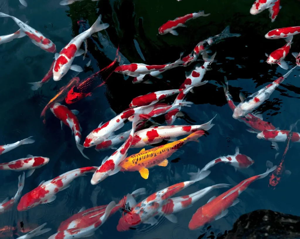 carpe koï dans l'eau d'un bassin.