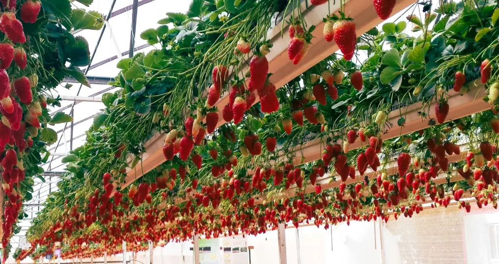 De nombreuses
fraises en suspension, qui sont des plantes hydroponiques