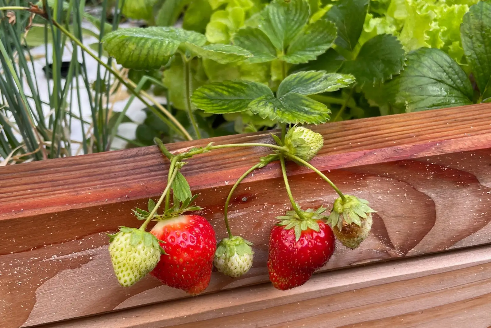 Un plant de fraises.