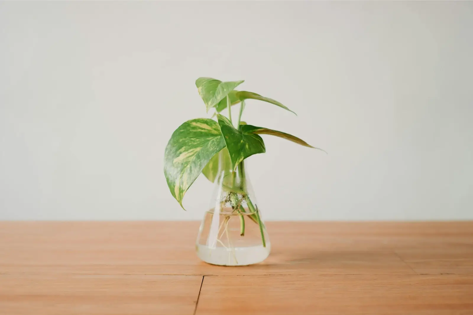 Plante à l'intérieur d'un vase rempli d'eau