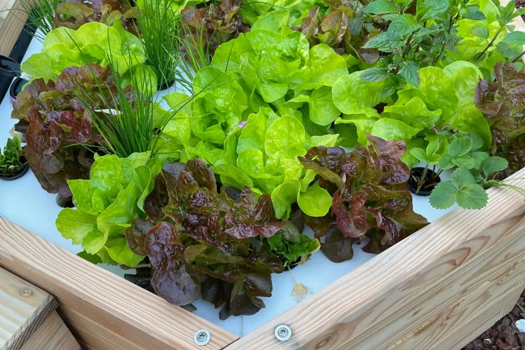 Laitue dans un système aquaponique. Plante valable en aquaponie pour aquarium.