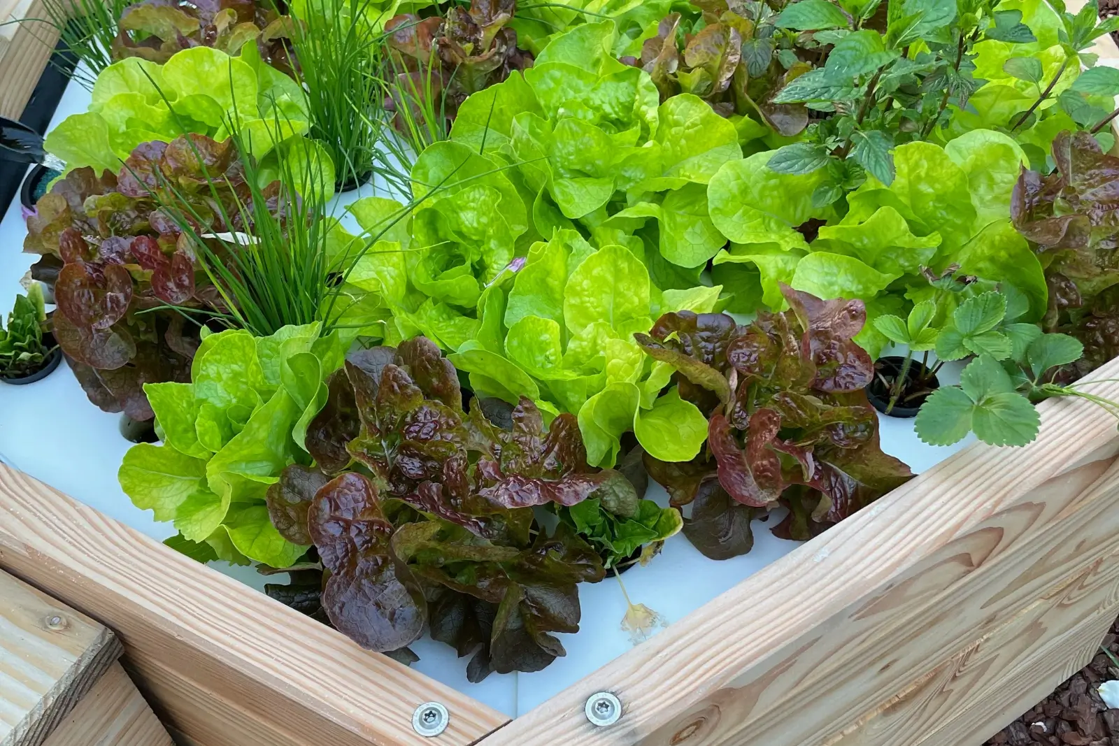 Laitue dans un système aquaponie en France. Plante valable en aquaponie pour aquarium.