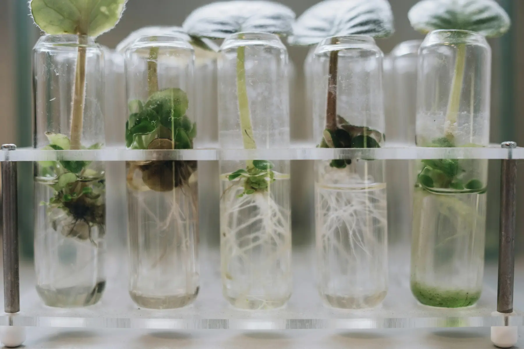 Des plantes dans l'eau d'un système hydroponique.