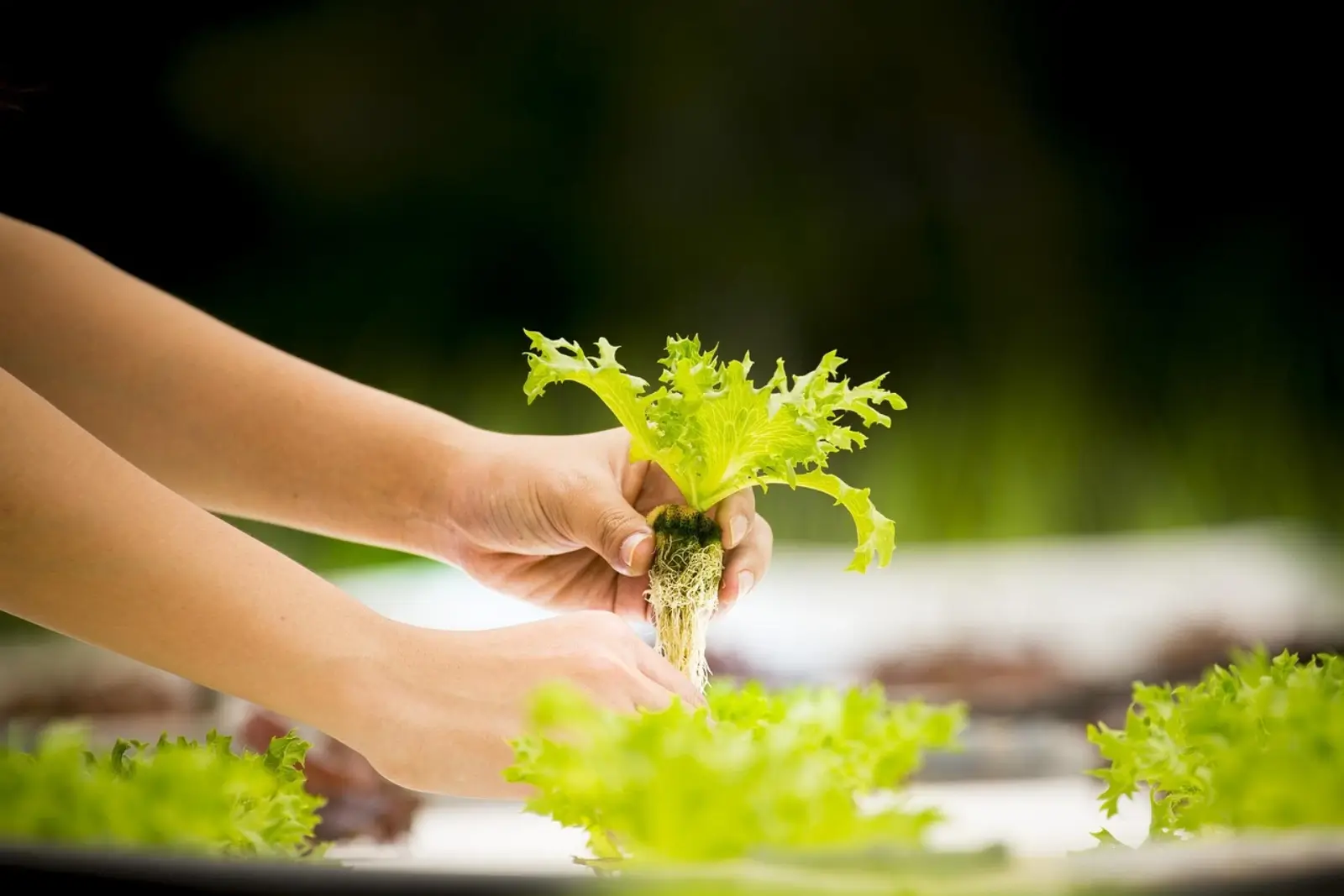 Une personne plante de la laitue avec la technique du semis en hydroponie