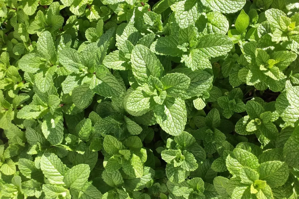 Une plantation de menthe d'un potager aquaponique.