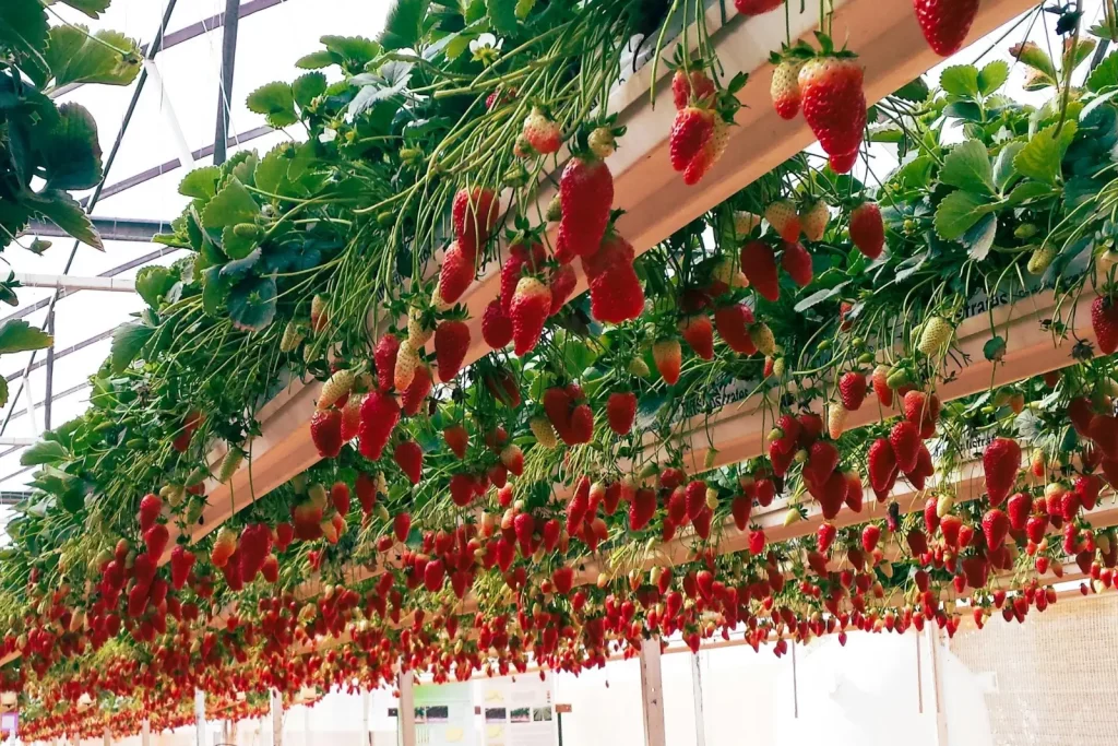 Des fraises qui poussent dans un système hydroponique