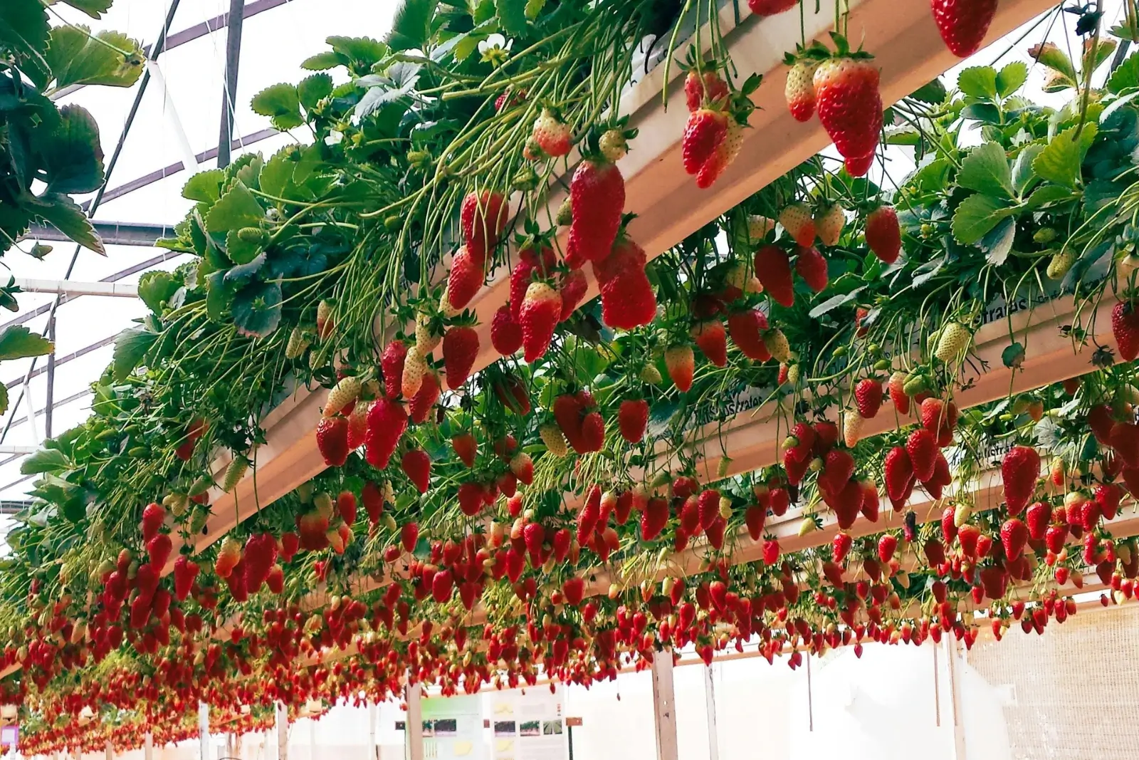Des fraises qui poussent dans un système hydroponique