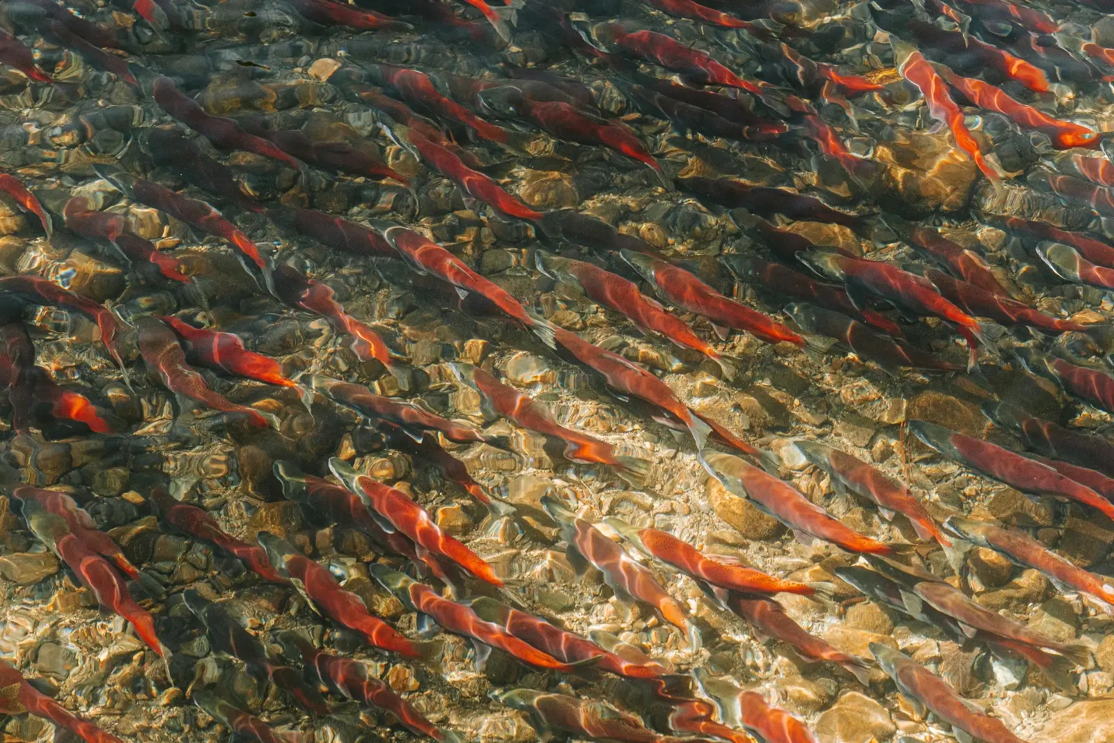Truites en aquaponie dans l'eau.