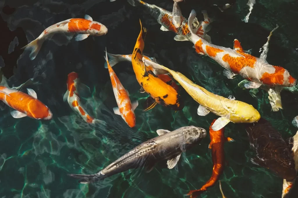 Carpe Koï dans un bassin.
