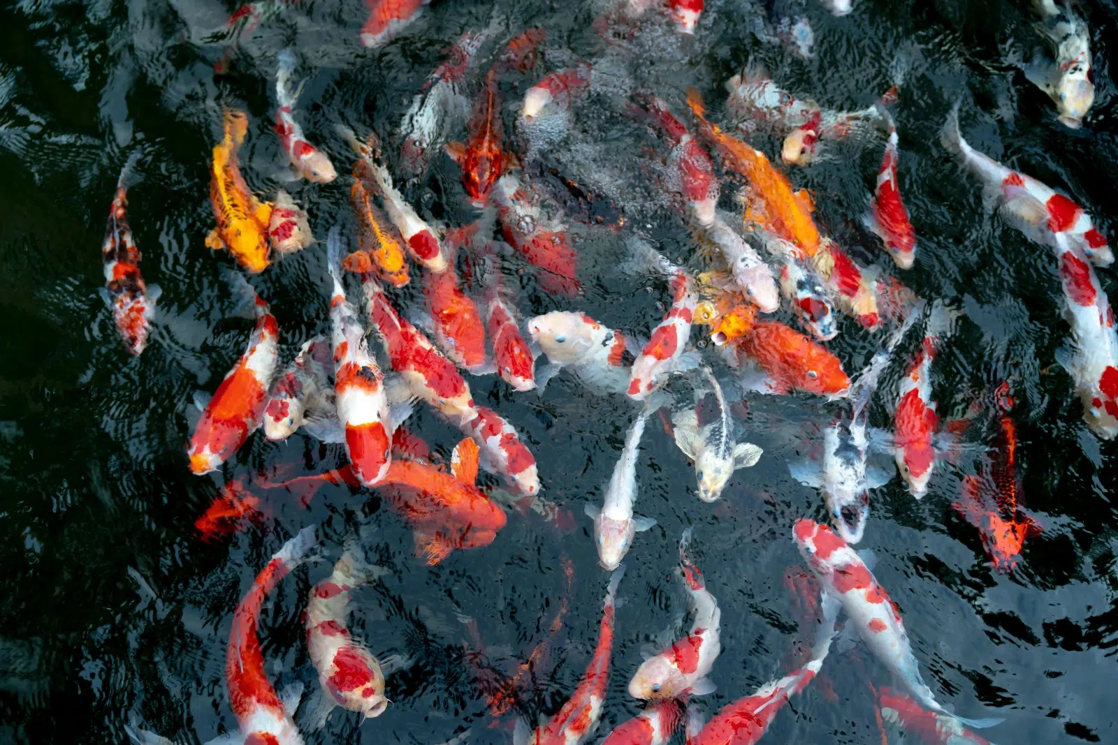 Carpe Koï dans l'eau