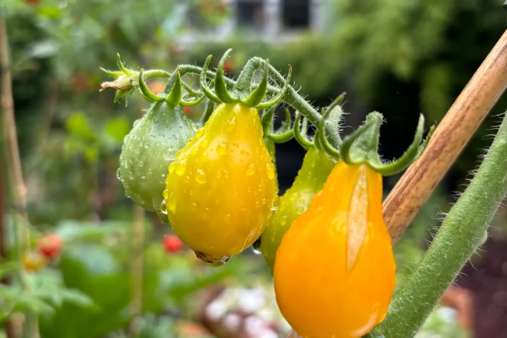 Tomates jaunes.