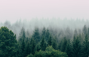 arbres